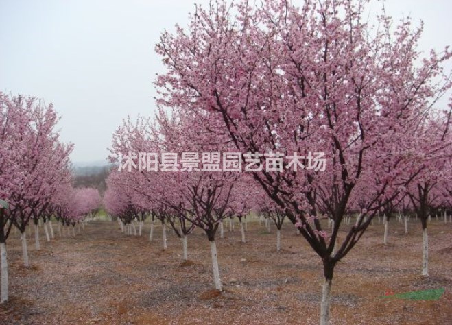 廣東有種植美人梅的基地嗎？