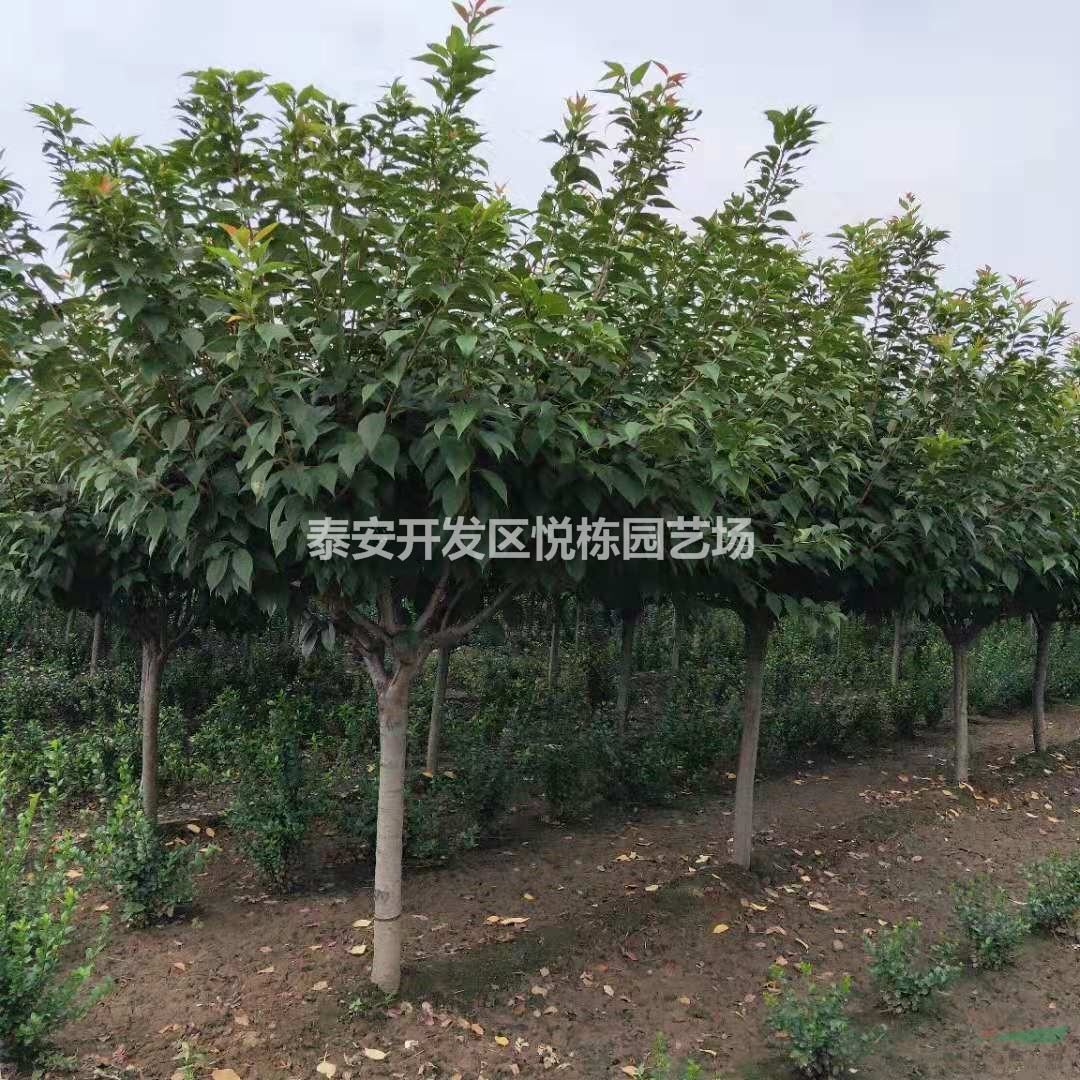 山東櫻花樹苗哪里便宜 櫻花樹苗山東哪里買