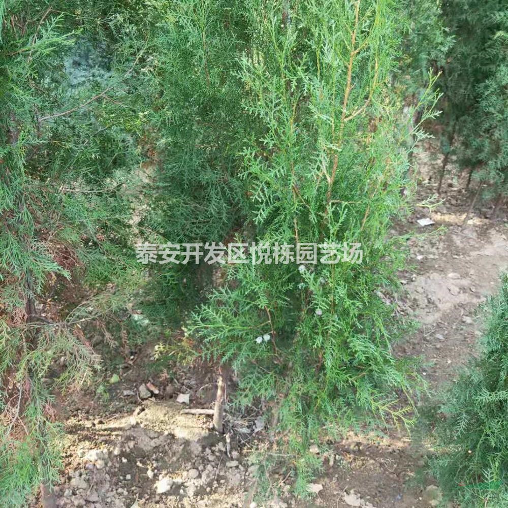 側(cè)柏樹苗行情報價/側(cè)柏樹苗圖片展示