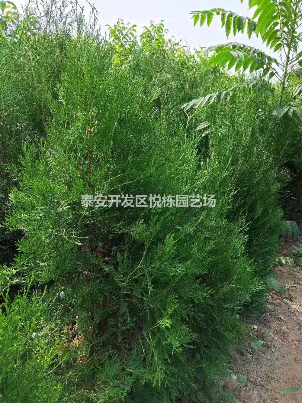 側(cè)柏樹苗行情報價/側(cè)柏樹苗圖片展示