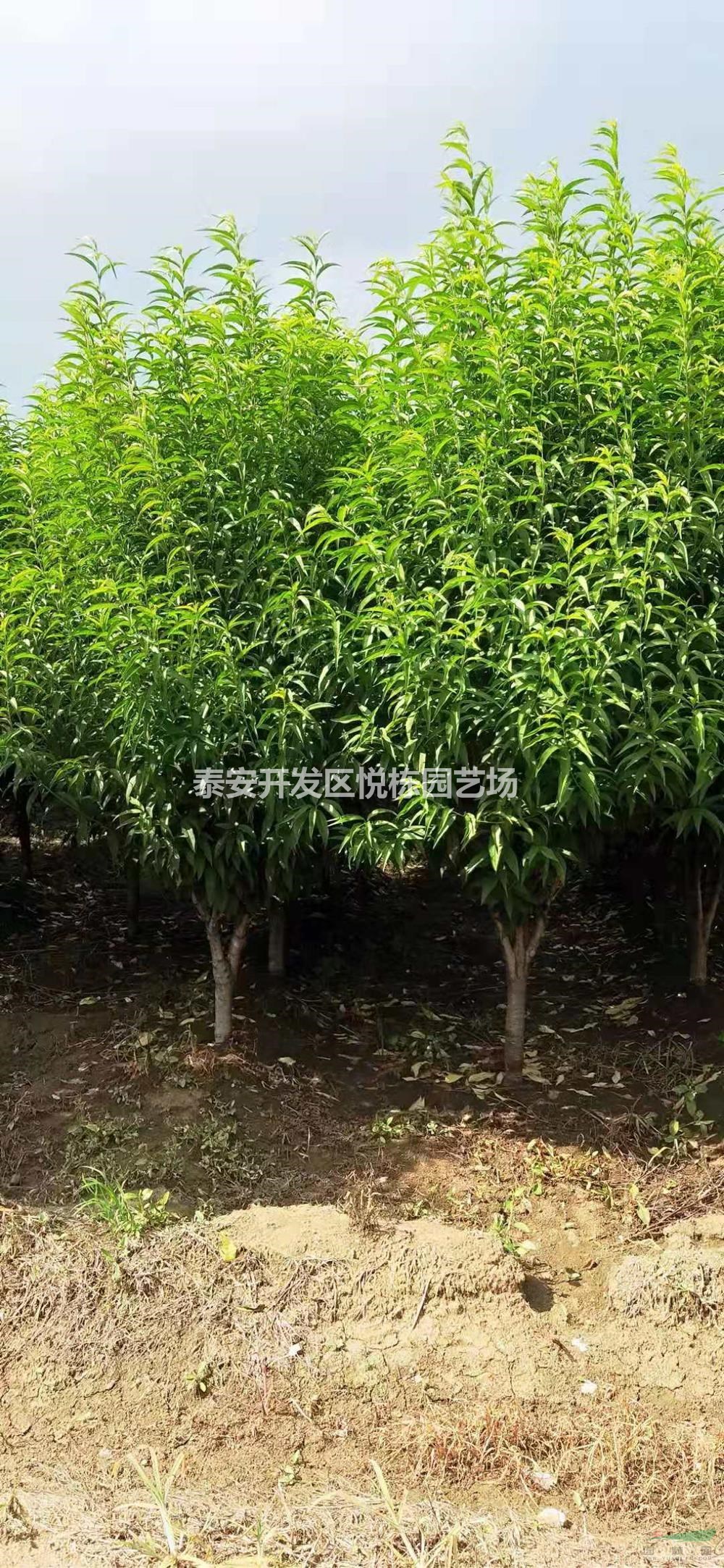 山東碧桃樹苗哪里買？碧桃樹苗哪里更便宜