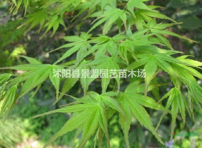 哪里有雞爪槭種植基地？