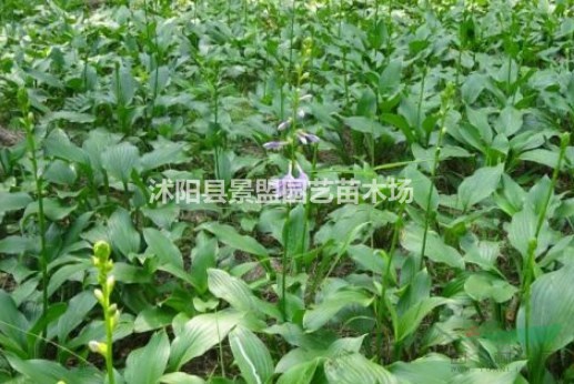 河北的青葉玉簪都在哪里買的？