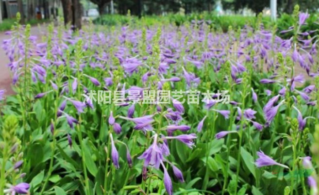 什么地方的青葉玉簪價(jià)格最低？