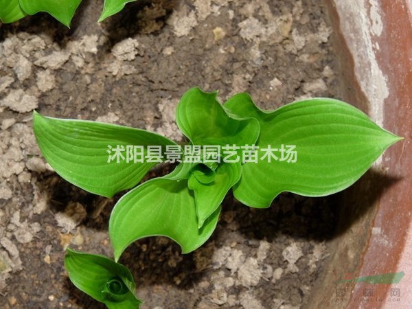 什么地方的青葉玉簪價(jià)格最低？