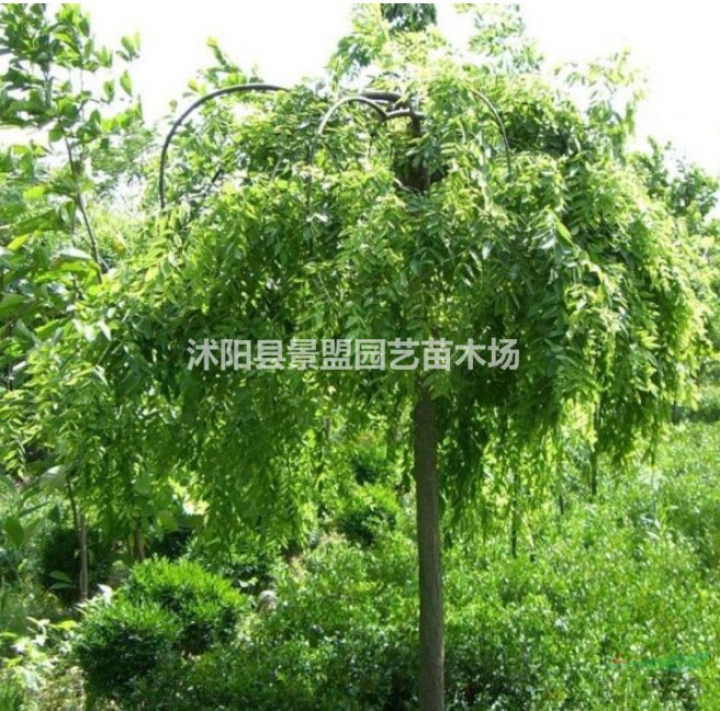 湖北有種植龍爪槐的基地嗎？