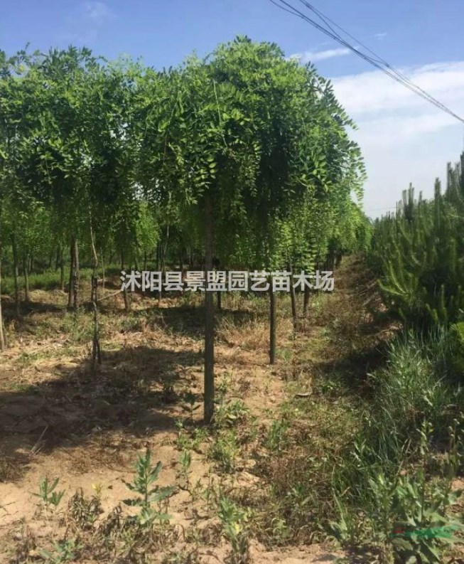 新疆可以種植龍爪槐嗎？