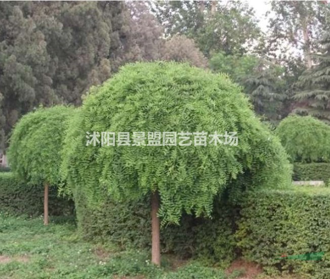 新疆可以種植龍爪槐嗎？