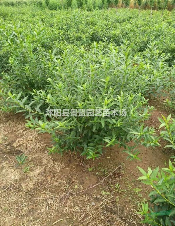連翹球是花灌木嗎？