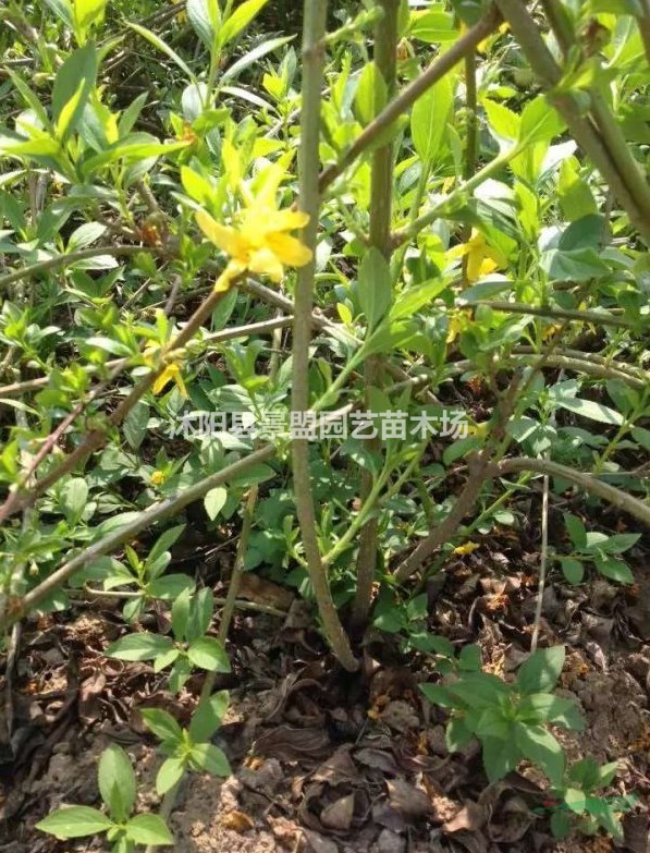 一年生連翹苗多少錢一棵？