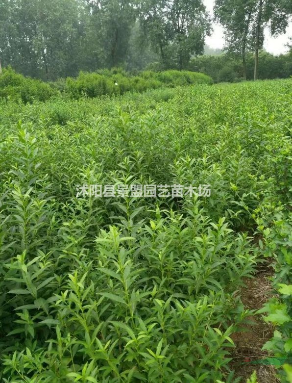 一年生連翹苗多少錢一棵？
