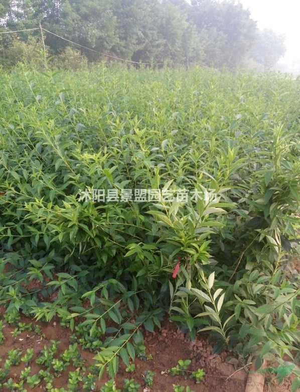 一年生連翹苗多少錢一棵？