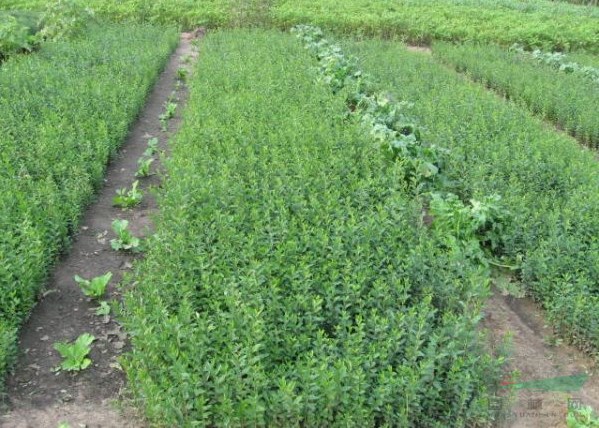 小葉女貞種植間隔多遠一棵？