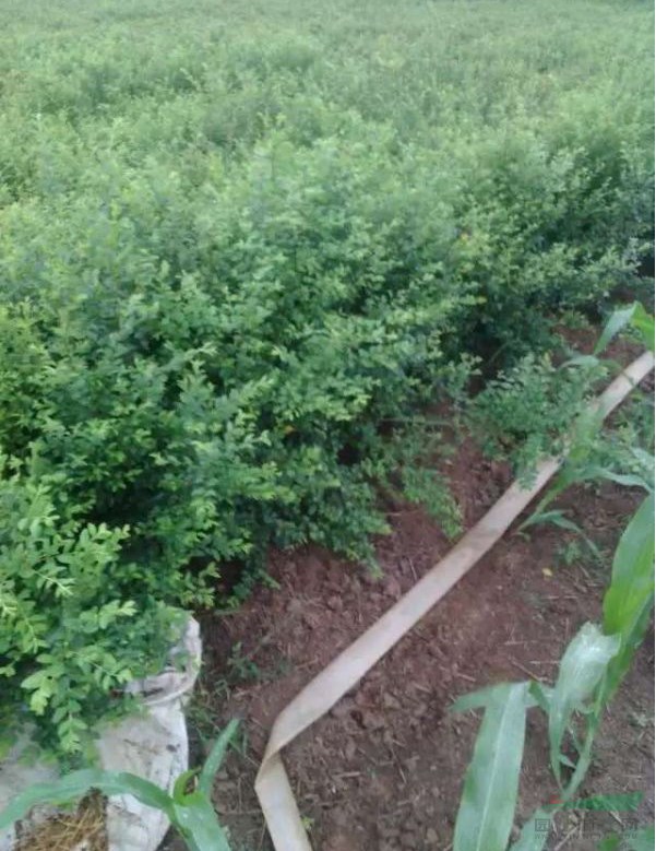 小葉女貞種植間隔多遠一棵？