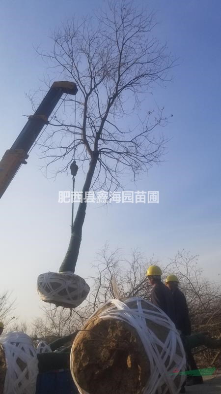 安徽地區(qū)供應(yīng)8-25公分烏桕