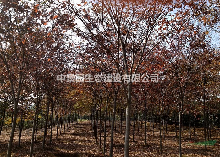 红榉树规格10-23cm,数量1000株