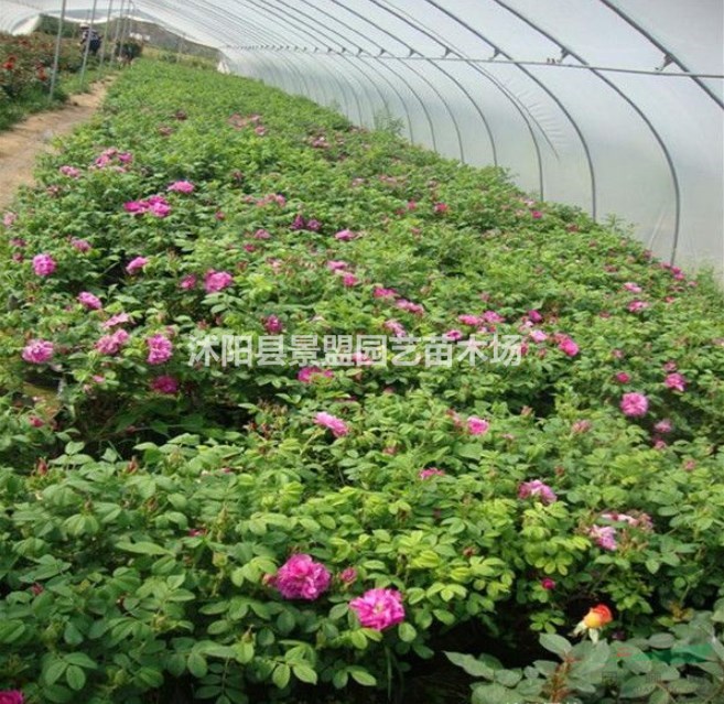 玫瑰做綠籬每平米需要多少？