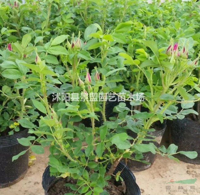 玫瑰做綠籬每平米需要多少？