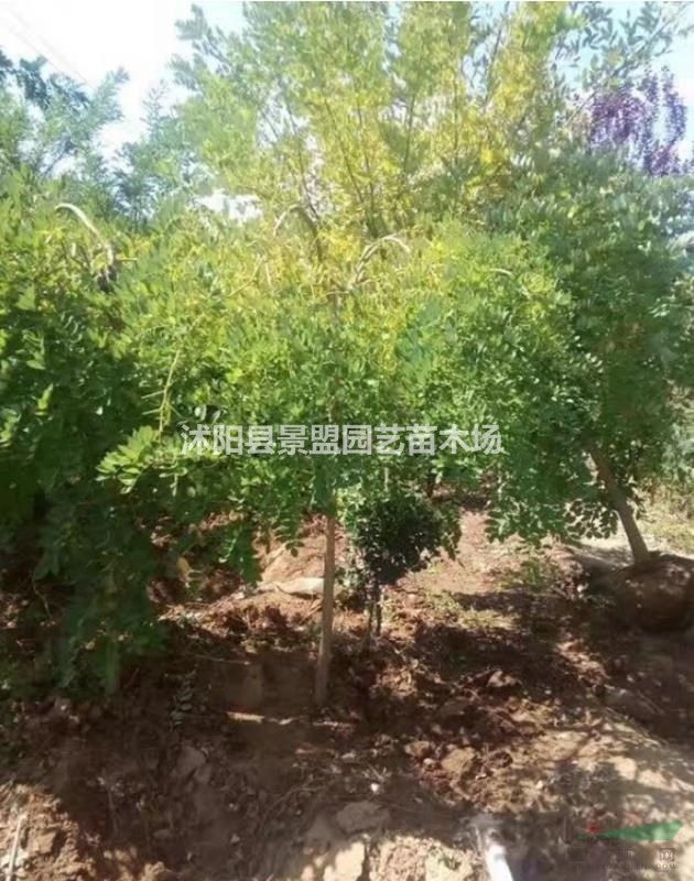 內(nèi)蒙古可以種植龍爪槐嗎？