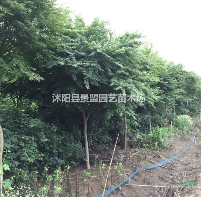 雞爪槭是常綠的嗎?？