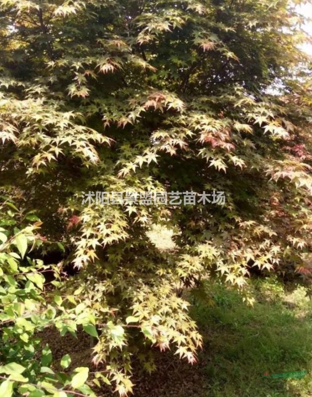 雞爪槭夏季能栽植嗎？