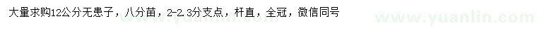 求購12公分無患子