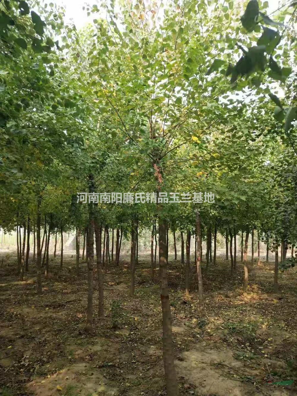 大小規(guī)格河南南陽烏桕種植基地