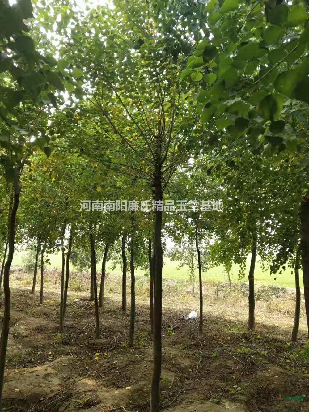 大小規(guī)格河南南陽烏桕種植基地