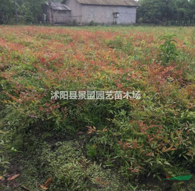 南天竹會開花嗎？