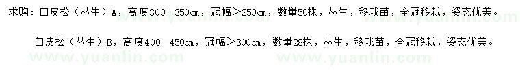 求購高3-3.5、4-4.5米白皮松