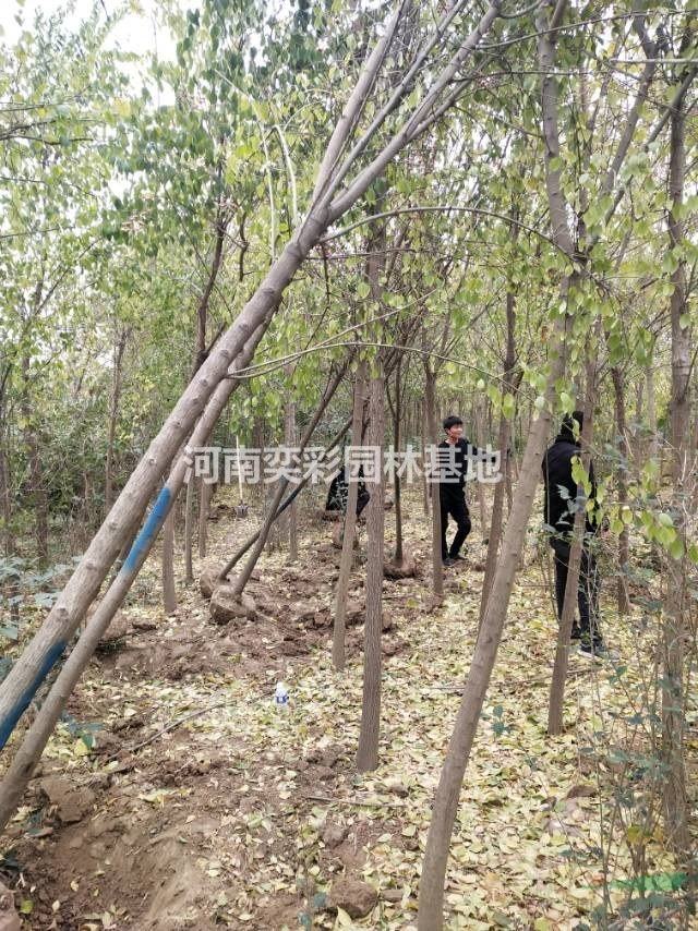 河南許昌鄢陵縣大量供應(yīng)絲棉木 價(jià)格優(yōu)惠 質(zhì)量第一