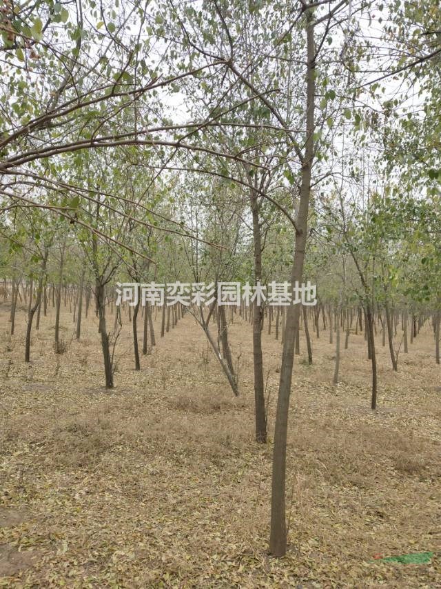 河南許昌鄢陵縣大量供應(yīng)絲棉木 價(jià)格優(yōu)惠 質(zhì)量第一
