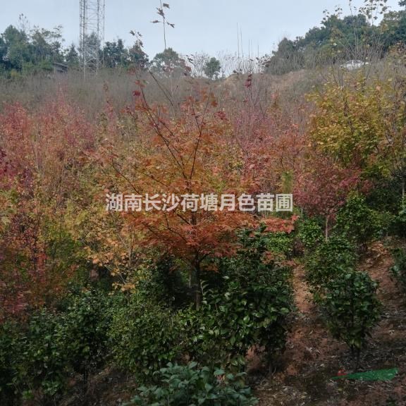 湖南美国红枫 美国红枫5一9公分