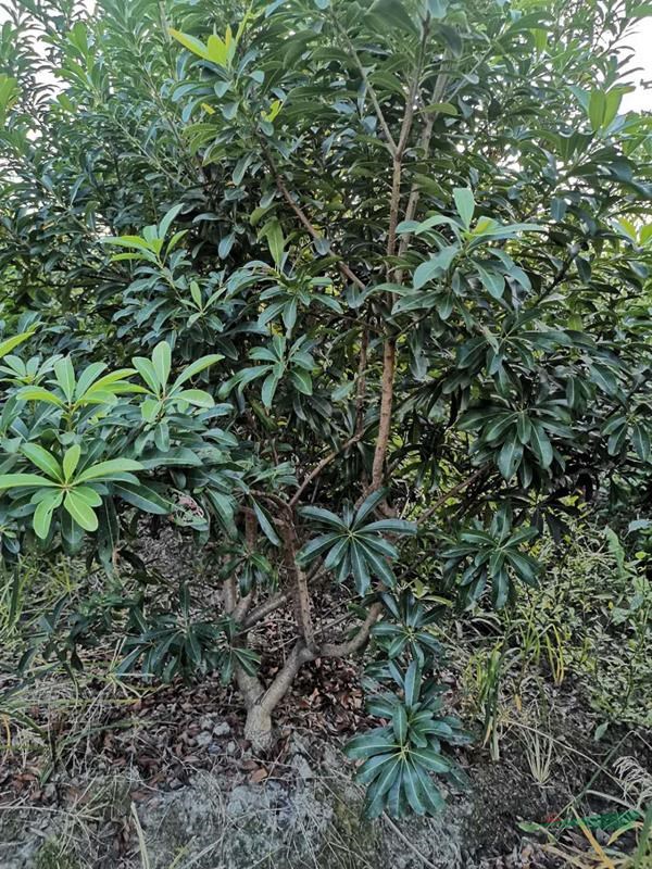 余姚本地3分公楊梅苗