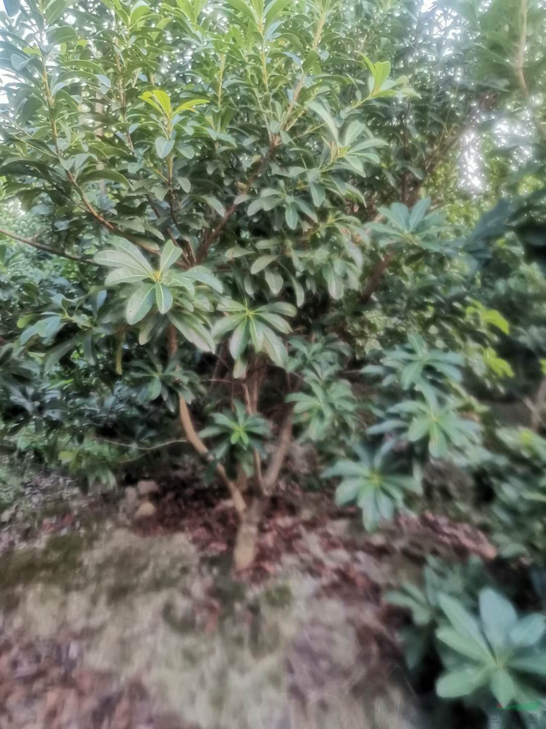 余姚本地3分公楊梅苗