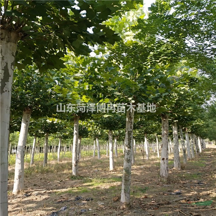 17公分截干發(fā)冒法桐菏澤報價 30公分精品法桐樹供應(yīng)商