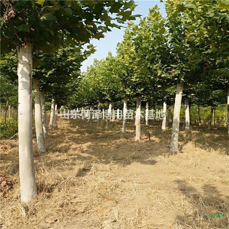 7公分二級(jí)法桐樹(shù)哪里有 12公分圃貨法桐報(bào)價(jià)