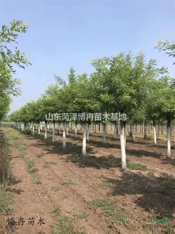 20公分金枝國槐供應(yīng)商 9公分黃金槐種植管理