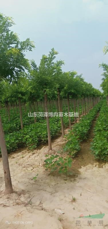 10公分金枝國槐哪里有 13公分高接金枝槐多少錢