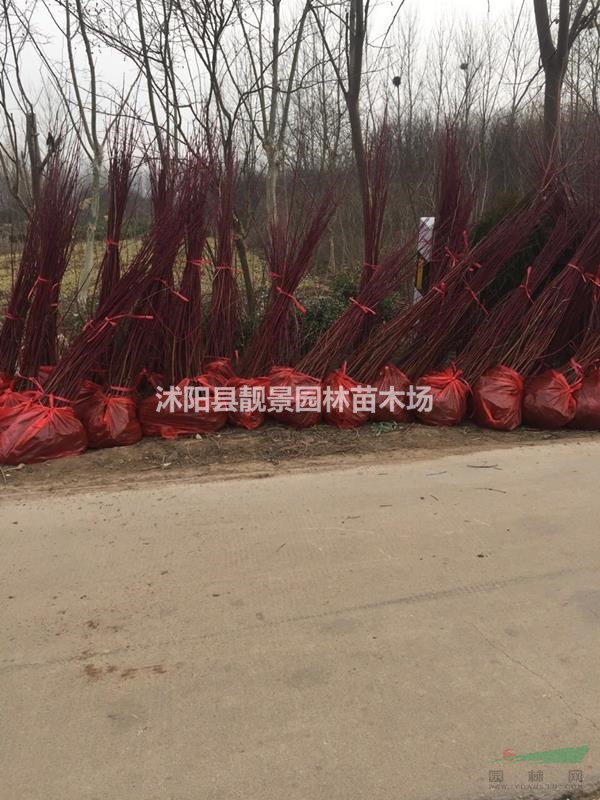 宿迁红瑞木价格，80公分红瑞木哪里有供应