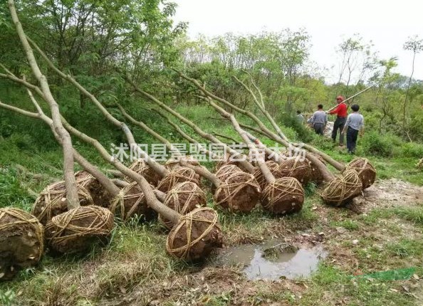 直徑3公分烏桕樹多少錢一棵？