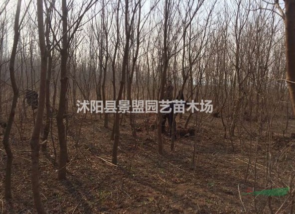 山西有種植烏桕樹的基地嗎？