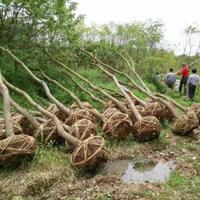 山西有種植烏桕樹的基地嗎？