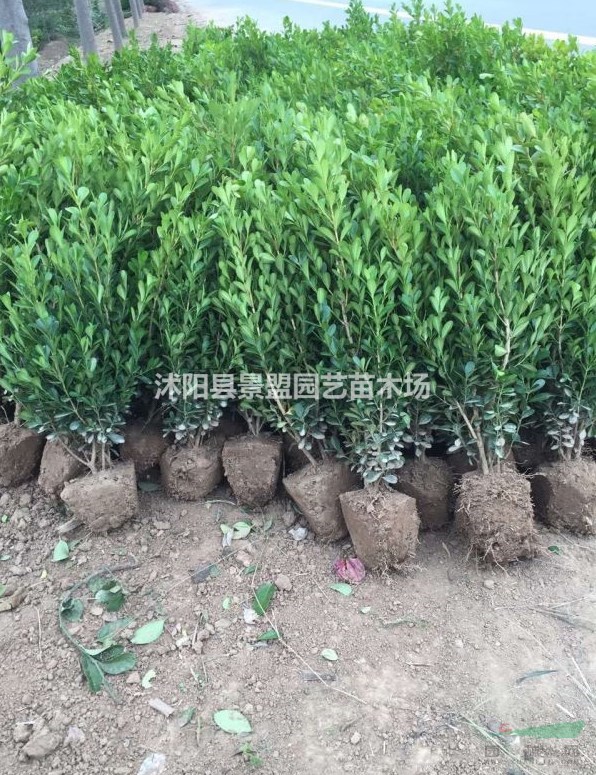 湖北可以栽植小葉黃楊嗎？