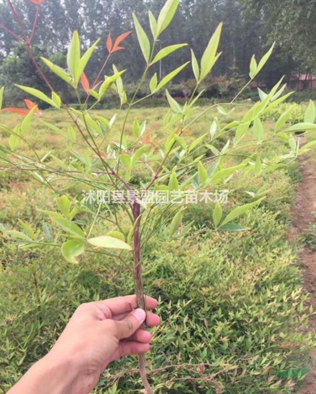 南天竹花色是什么？