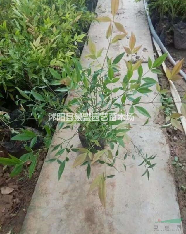 南天竹花是什么色？