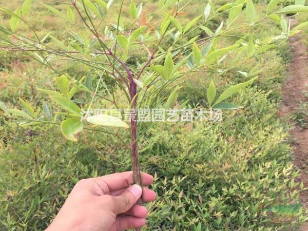 南天竹花是什么色？