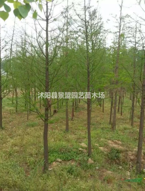 安徽可以種植水杉樹(shù)嗎？