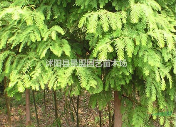 安徽可以種植水杉樹(shù)嗎？
