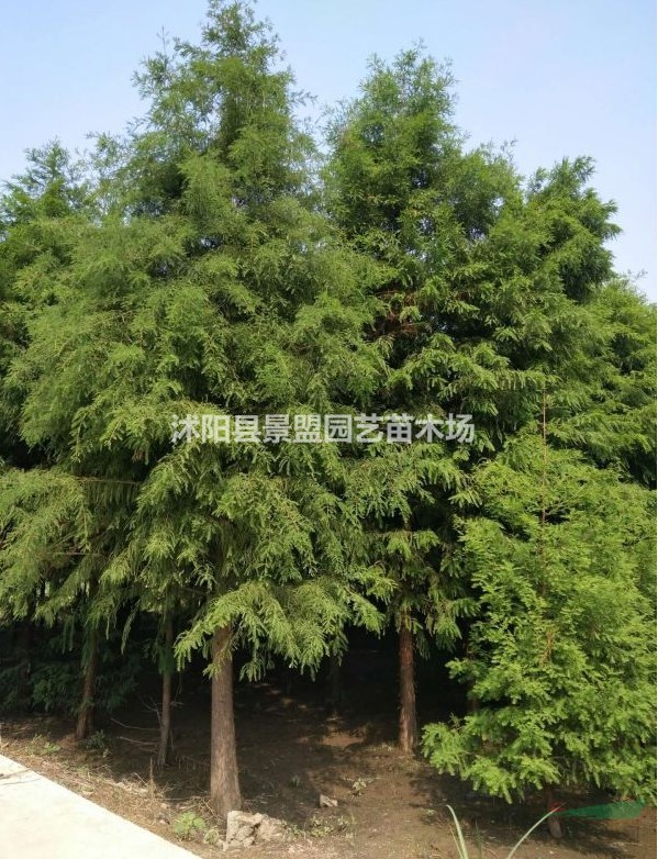 米徑15公分水杉樹什么價(jià)格能買到？